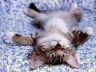chaton